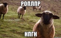 роплпр нпгн