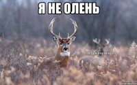 Я не олень 