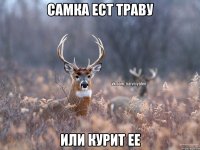 Самка ест траву Или курит ее