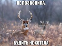 НЕ ПОЗВОНИЛА, Будить не хотела