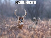 Сухие мозги 