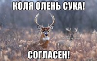 Коля Олень сука! согласен!