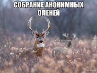 собрание анонимных оленей 