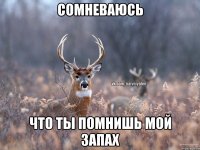 Сомневаюсь что ты помнишь мой запах