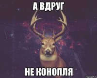 А вдруг не конопля