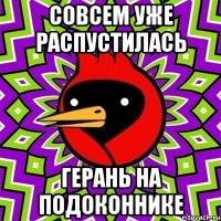 совсем уже распустилась герань на подоконнике