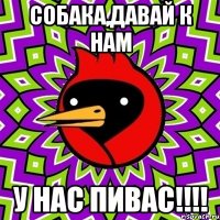 СОБАКА,давай к нам У нас пивас!!!!