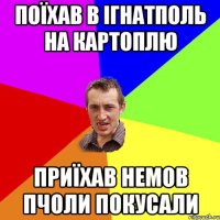 поїхав в ігнатполь на картоплю приїхав немов пчоли покусали