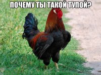 почему ты такой тупой? 