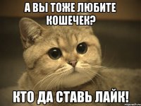 А вы тоже любите кошечек? Кто да ставь лайк!