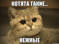 КОТЯТА ТАКИЕ... НЕЖНЫЕ