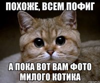 Похоже, всем пофиг А пока вот вам фото милого котика