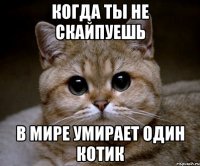 когда ты не скайпуешь в мире умирает один котик