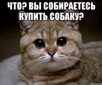 что? вы собираетесь купить собаку? 