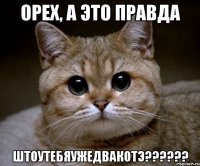 Орех, а это правда штоутебяужедвакотэ??????