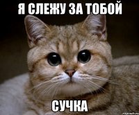 Я слежу за тобой сучка