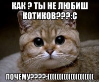 КАК ? ТЫ НЕ ЛЮБИШ КОТИКОВ???:С ПОЧЕМУ????:((((((((((((((((((((