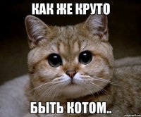 как же круто быть котом..