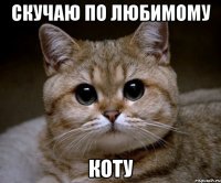 Скучаю по любимому коту