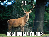 че, ссыкуны что ли?