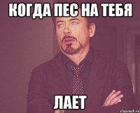 Когда пес на тебя ЛАЕТ