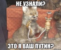 Не узнали? Это я ваш Путин?