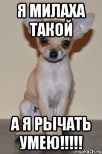 я милаха такой а я рычать умею!!!!!