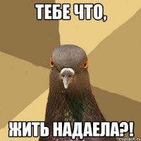 тебе что, жить надаела?!