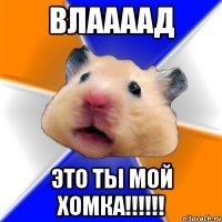 ВЛААААД Это ты мой хомка!!!!!!