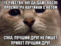 То чувство, когда даже после просмотра картинки с котом Сука, лучший друг не пишет привет лучший друг