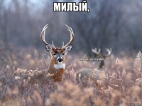 Милый, 