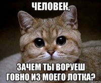 Человек, зачем ты воруеш говно из моего лотка?