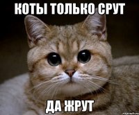 Коты только срут да жрут