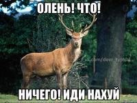 Олень! Что! Ничего! ИДИ нАХУЙ