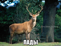  ЛАДЫ