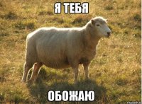 я тебя обожаю