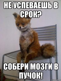 не успеваешь в срок? собери мозги в пучок!