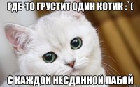 где-то грустит один котик :`( с каждой несданной лабой