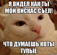 Я видел как ты мой вискас съел! что думаешь коты тупые