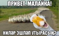 ПРИВЕТ, МАЛАЙКА! НИЛӘР ЭШЛӘП УТЫРАСЫҢ?