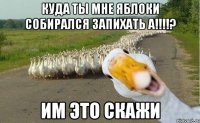 куда ты мне яблоки собирался запихать а!!!!? им это скажи