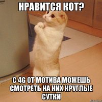 Нравится кот? С 4G от Мотива можешь смотреть на них круглые сутки