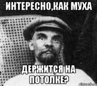 Интересно,как муха держится на потолке?