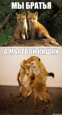 мы братья а мы твои кишки