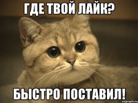 Где твой лайк? Быстро поставил!