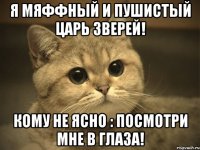 Я мяффный и пушистый царь зверей! Кому не ясно : посмотри мне в глаза!