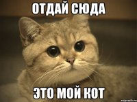 Отдай сюда это мой кот