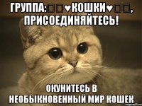 Группа:๑ஐ♥кошки♥ஐ๑, присоединяйтесь! Окунитесь в необыкновенный мир кошек