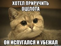 Хотел приручить оцелота он испугался и убежал