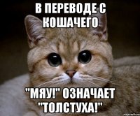 В переводе с кошачего "Мяу!" означает "Толстуха!"